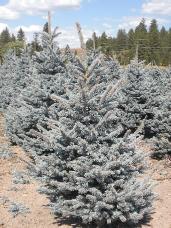 Colorado Spruce